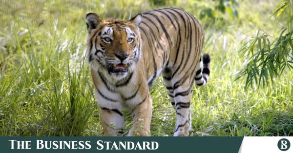 How superstition and stigma punish the tiger widows of the Sundarbans