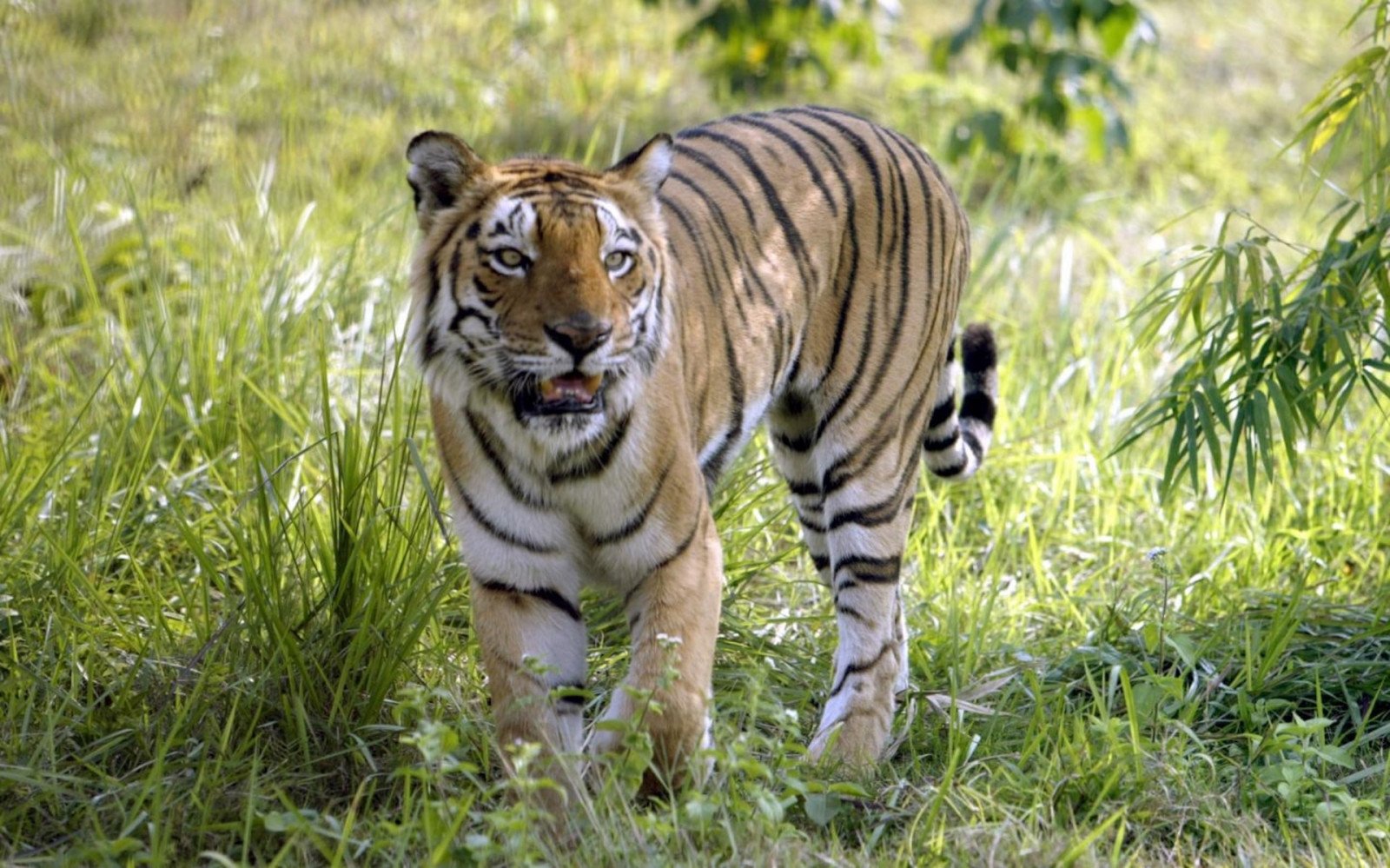 Communities often view tiger attacks as divine punishment for past sins. Photo: Reuters