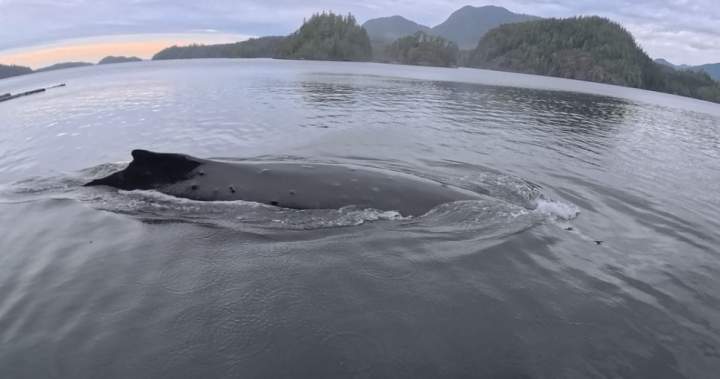 B.C. couple captures ‘crazy’ encounter with humpback whale, right off their dock