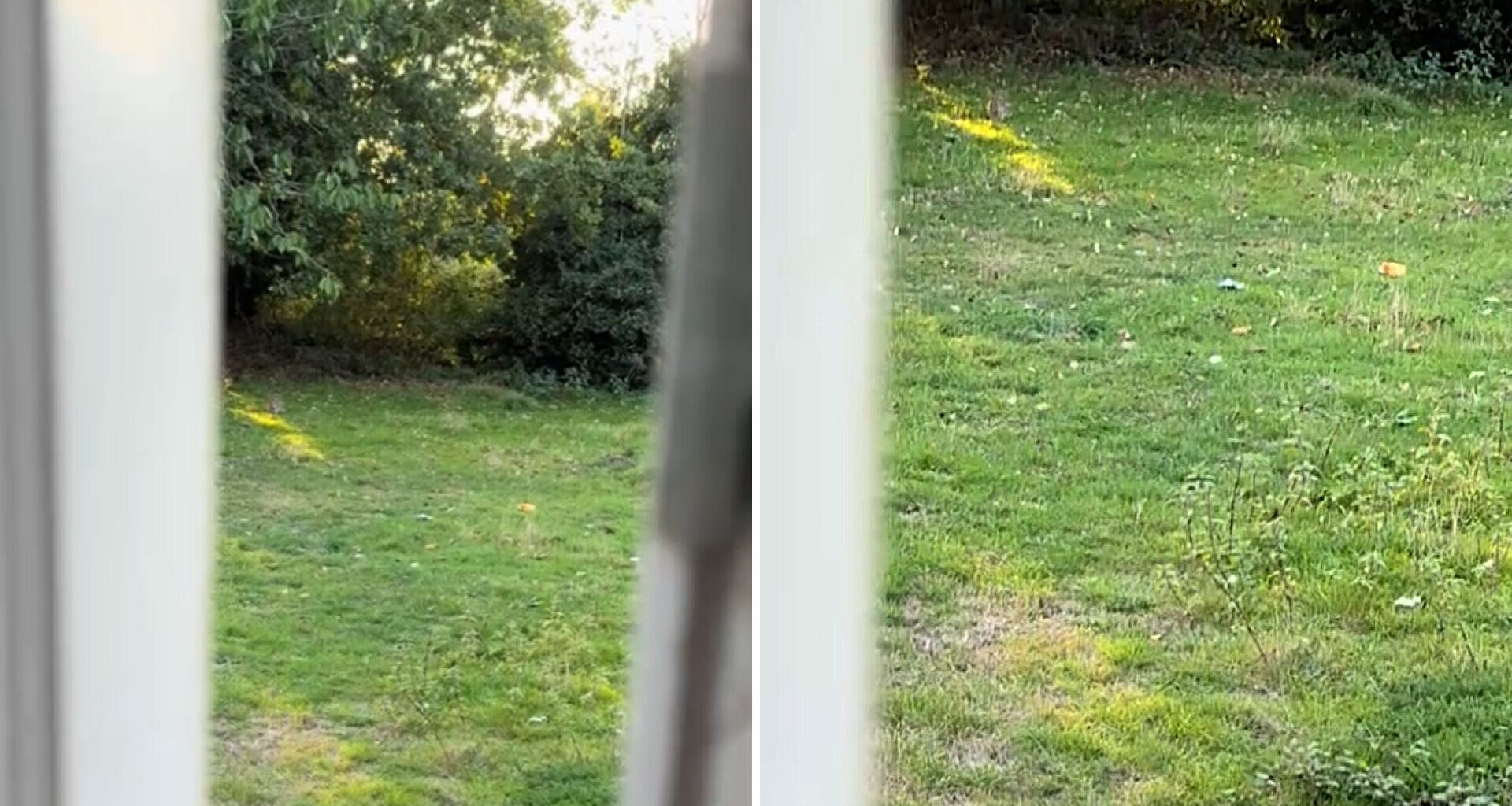 One homeowner got a surprise visit from a woodpecker, and the internet is excited.