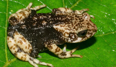 Nectophrynoides luhomeroensis, adult in life. Image credit: Thrane et al., doi: 10.3897/vz.75.e167008.