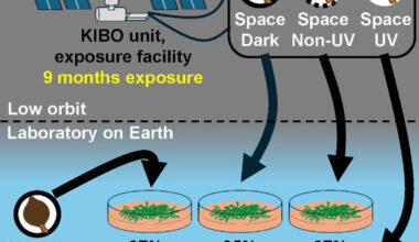 Physcomitrium patens spores survive simulated space conditions with high resilience. Image credit: Maeng et al., doi: 10.1016/j.isci.2025.113827.
