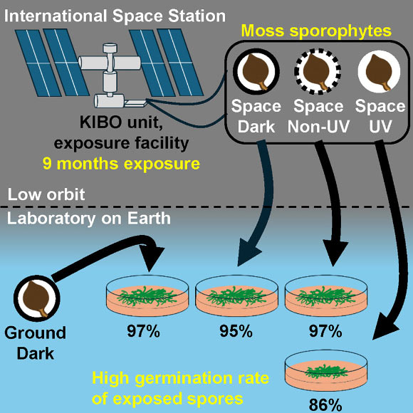 Physcomitrium patens spores survive simulated space conditions with high resilience. Image credit: Maeng et al., doi: 10.1016/j.isci.2025.113827.