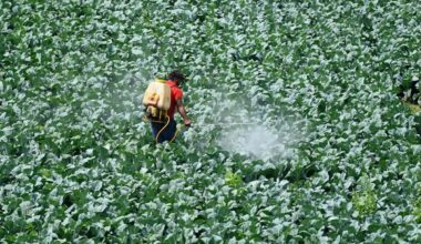 A farmer sprays pesticide on the crop in a field in New Delhi on March 15, 2021.
