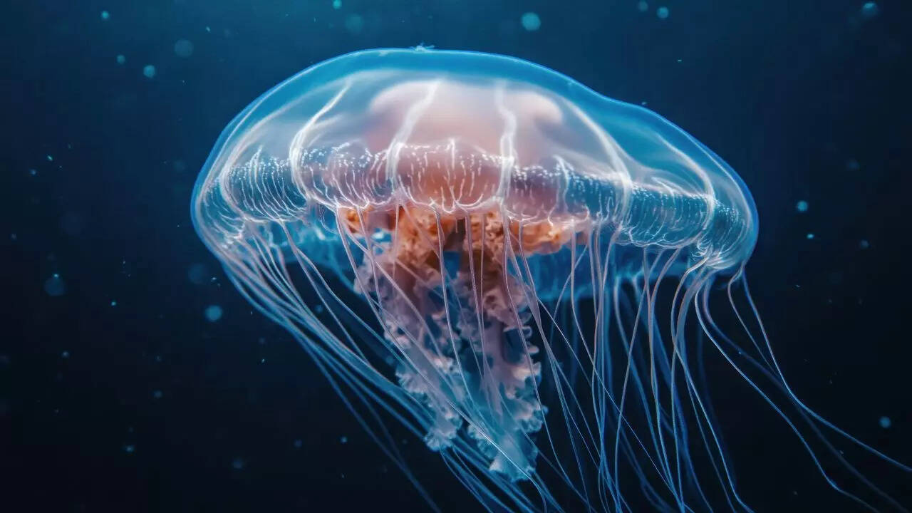 Jellyfish