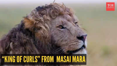 Rare curly-maned lion 'super handsome' lion is going viral: A true “King of Curls” from Masai Mara