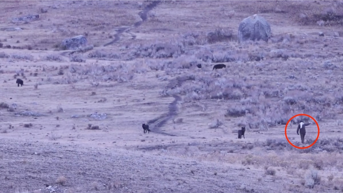A man approaches a pack of wolves. The man is outlined in a red circle.