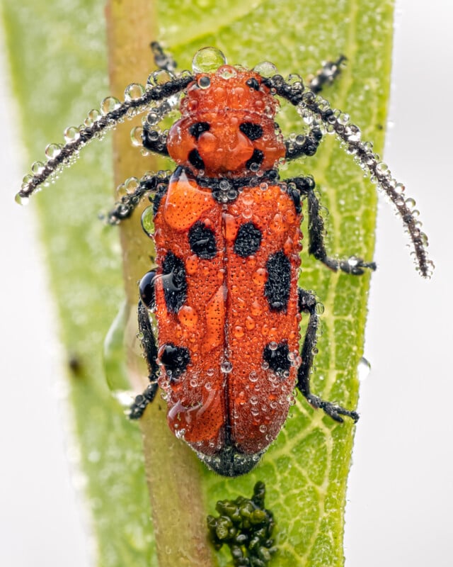A close-up of a red and black beetle covered in water droplets, clinging to a green plant stem. The image shows fine details of the insect's body and antennae.