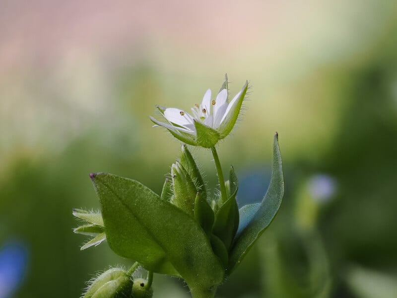 Close-up of a small white wildflower with delicate petals and fuzzy green leaves, set against a softly blurred green and brown background.