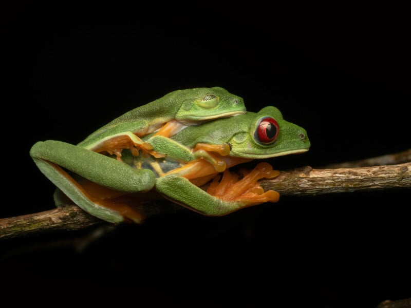 Two bright green frogs with orange feet sit closely together on a thin branch against a black background. One frog is on top of the other, and both have large eyes, with the lower frog displaying striking red eyes.