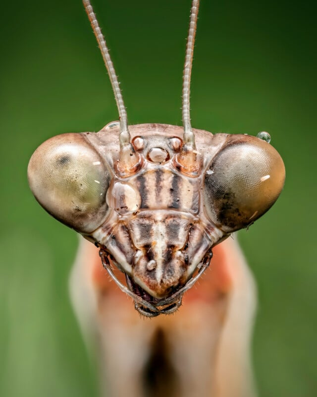 Close-up of a praying mantis facing forward, showing detailed compound eyes, long antennae, and textured head against a blurred green background.