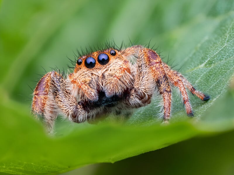 Close-up of a hairy jumping spider with large black eyes, perched on a green leaf. The spider's orange and brown body details and short legs are clearly visible against the blurred green background.