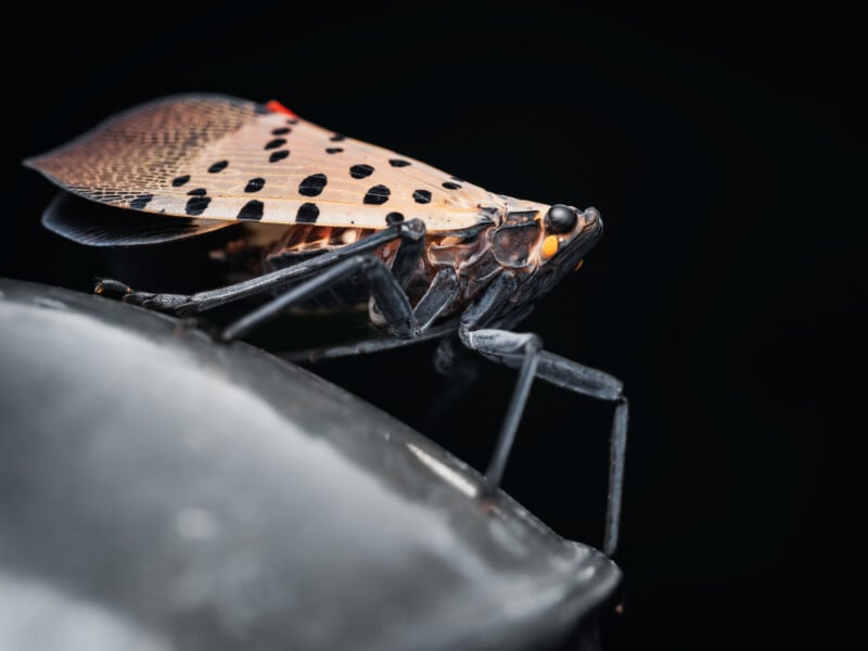 Close-up of a spotted lanternfly with tan wings covered in black spots, orange eyes, and black legs, perched on a smooth, dark surface against a black background.