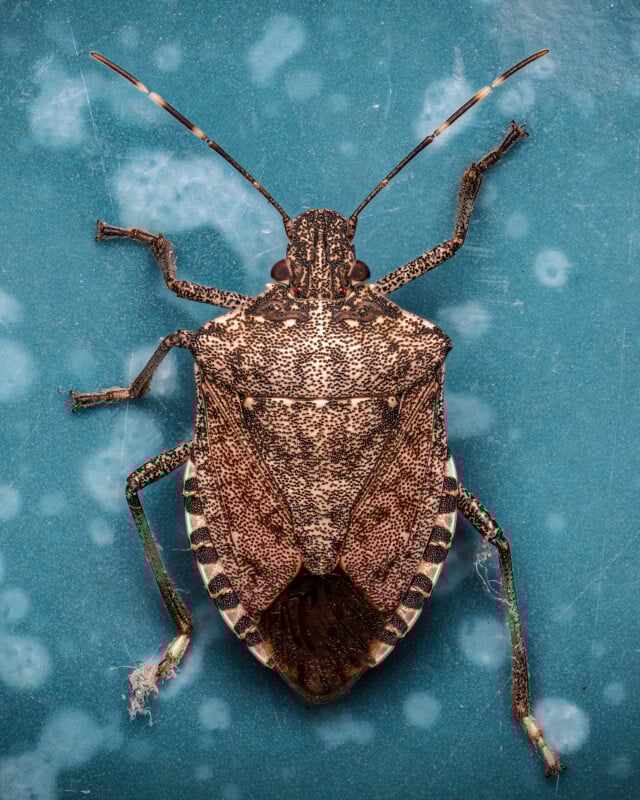 Close-up of a brown marmorated stink bug with speckled patterns on its back, resting on a textured blue surface with small circular spots. The bug has long antennae and visible legs spread out.