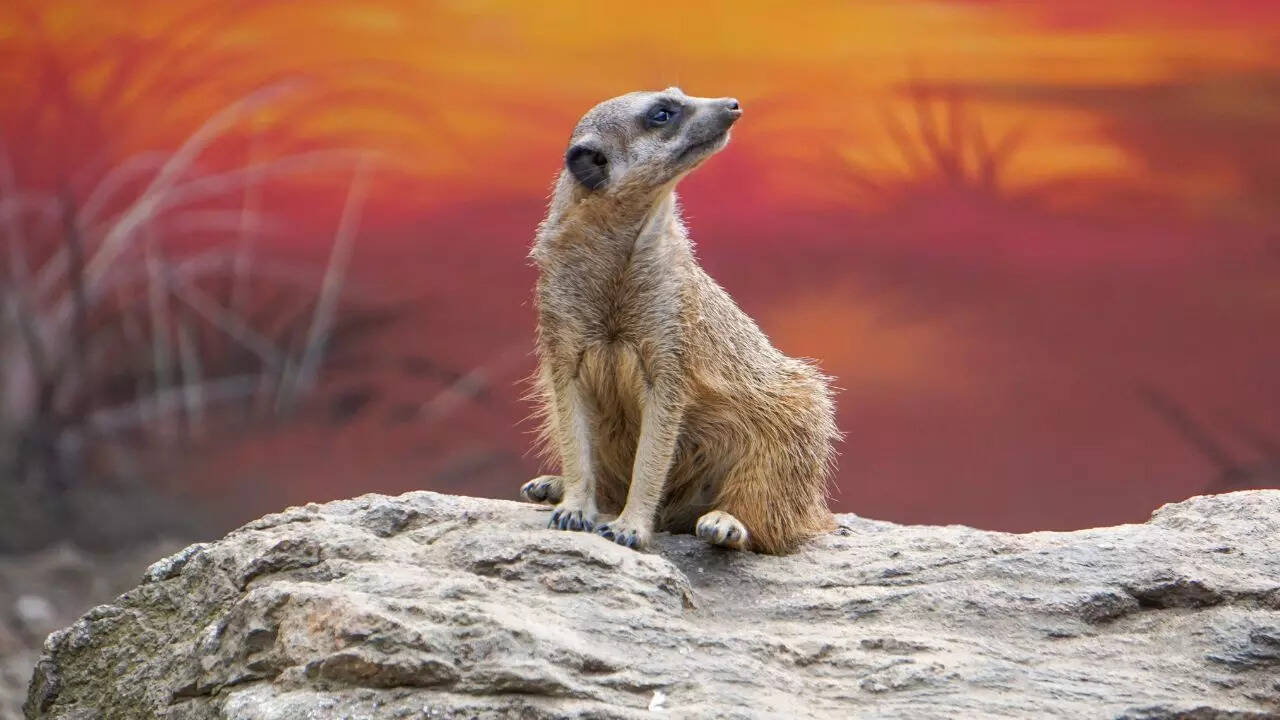 Meerkat