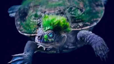 Meet the Mary River turtle: Australia’s extraordinary reptile that survives underwater by breathing through its bum