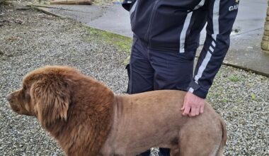 Mountshannon lion was actually a 'friendly mouse'