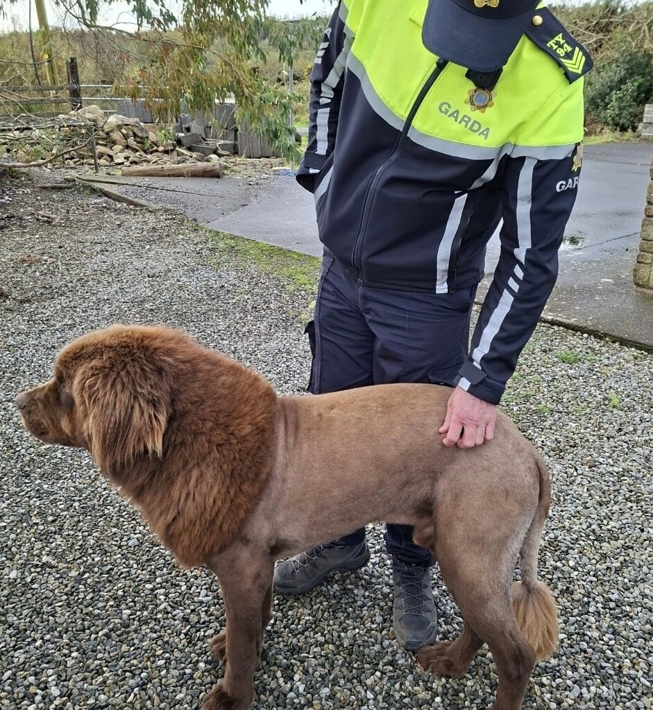 Mountshannon lion was actually a 'friendly mouse'