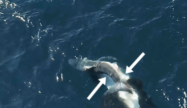Videos show killer whales flipping great white sharks and eating their livers