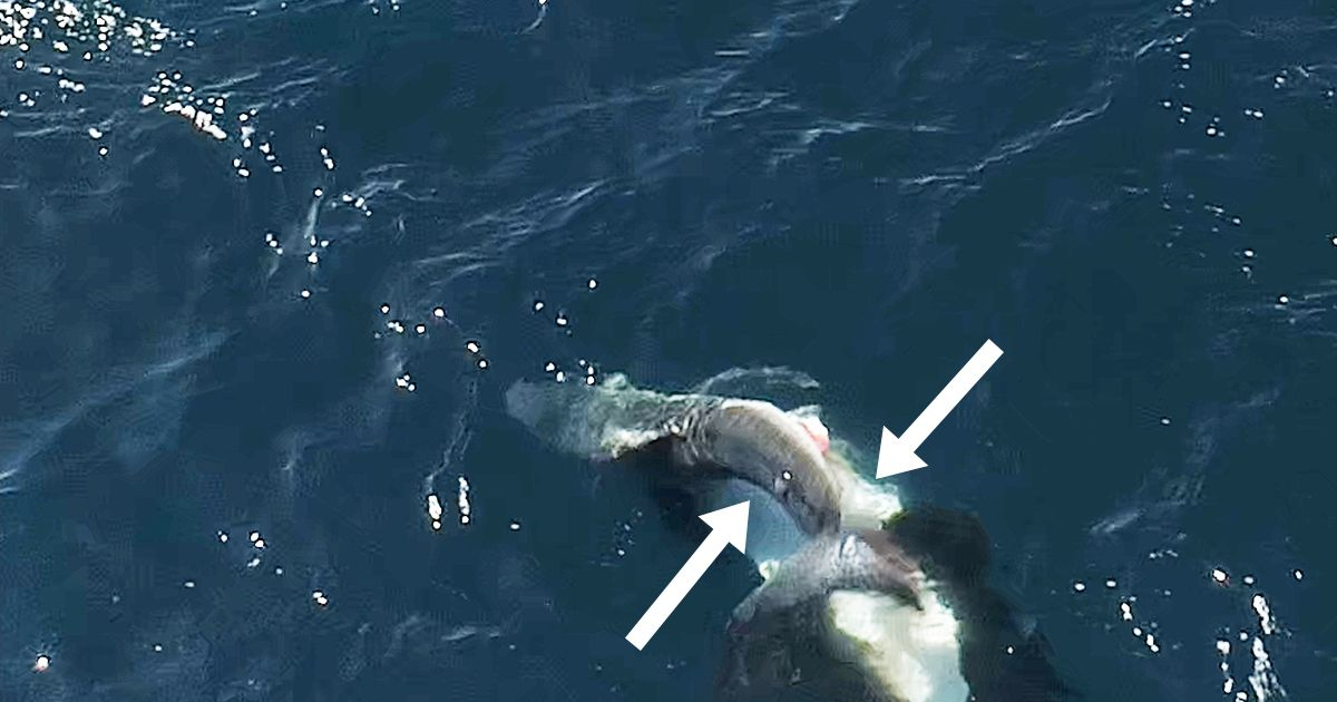 Videos show killer whales flipping great white sharks and eating their livers