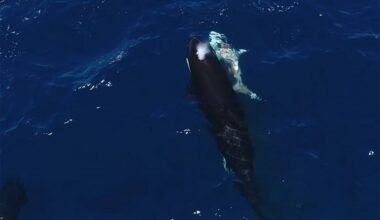 An orca swims next to the carcass of a great white shark