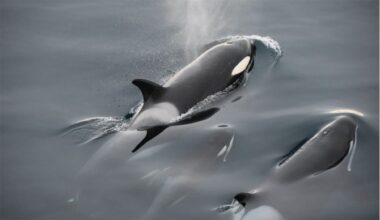 Newborn Orca Missing From Killer Whale Pod, Presumed Dead