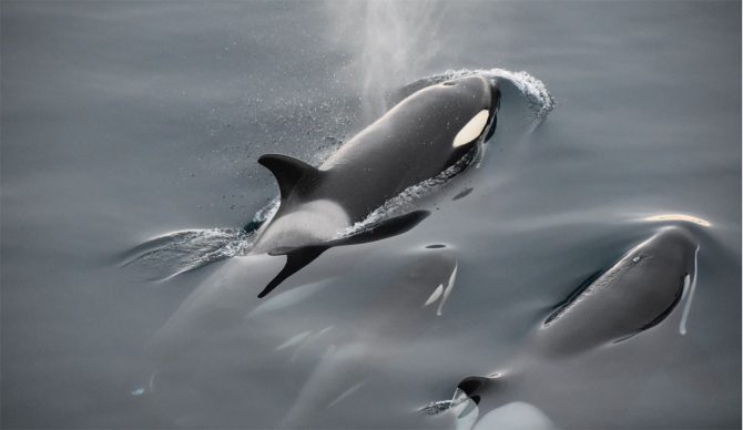 Newborn Orca Missing From Killer Whale Pod, Presumed Dead