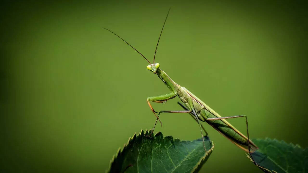 Praying Mantis