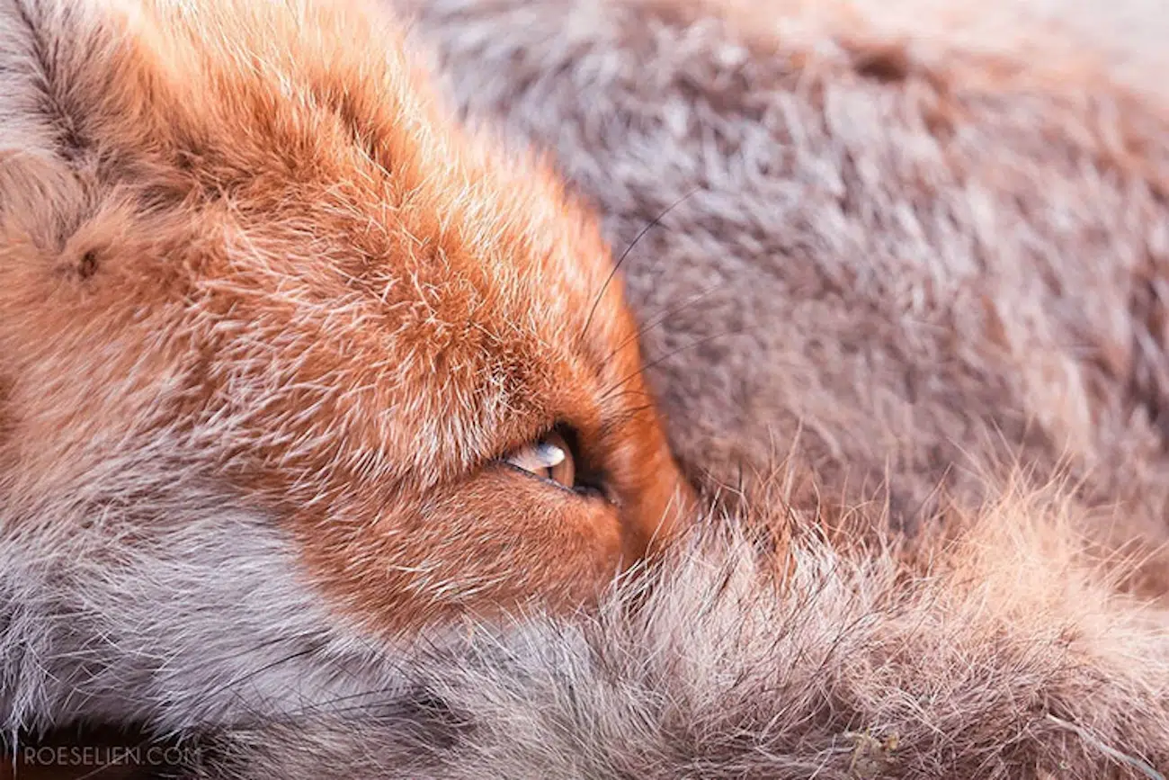 Fox Photography by Roeselien Raimond