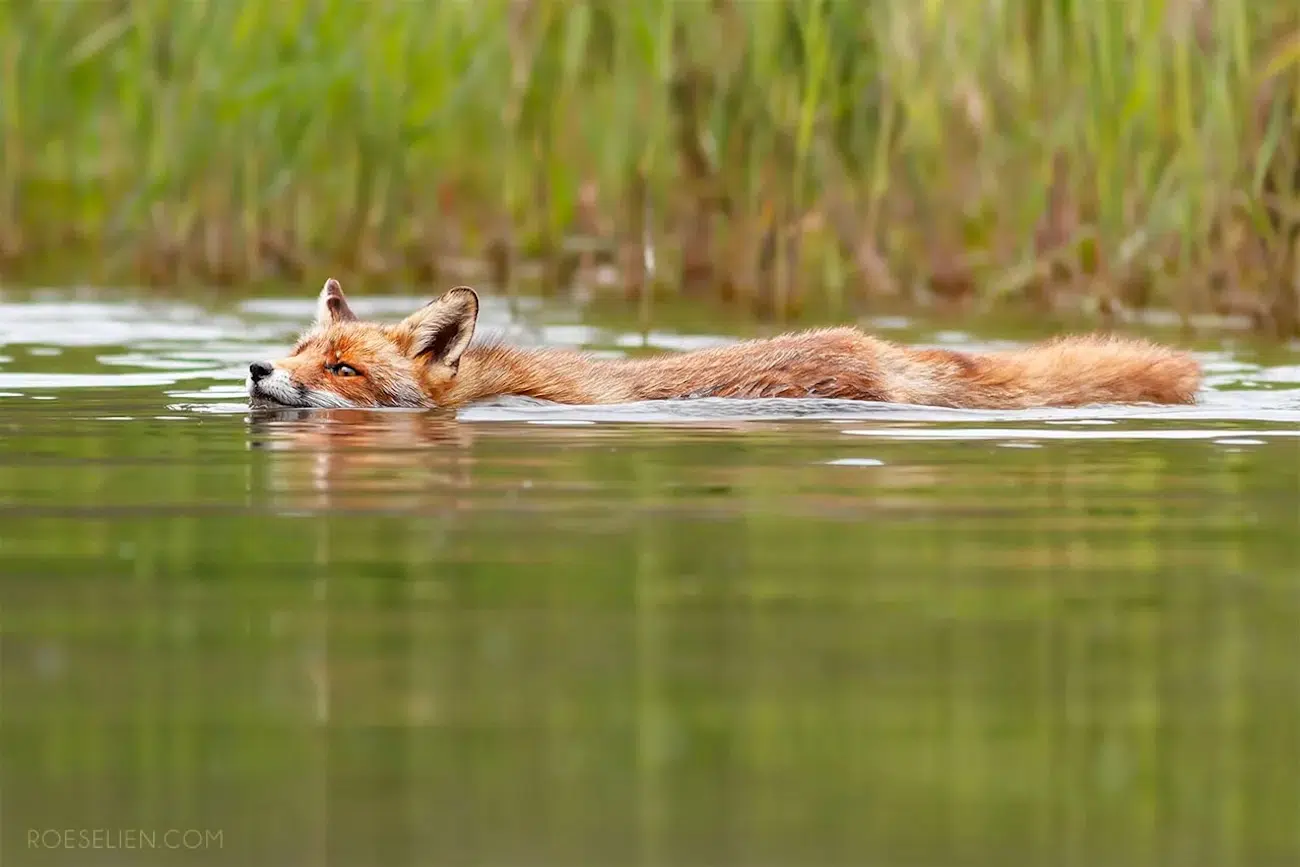 Fox Photography by Roeselien Raimond