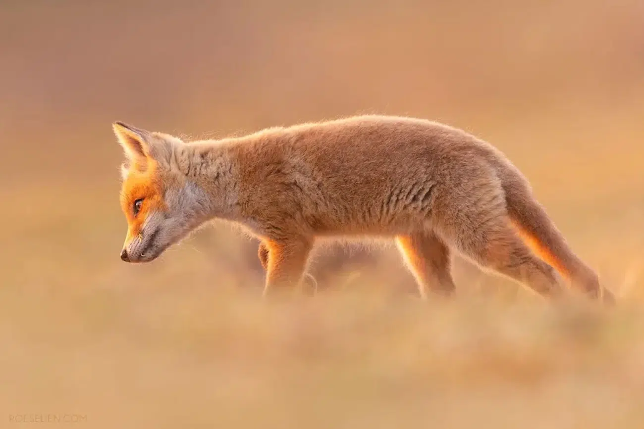 Fox Photography by Roeselien Raimond