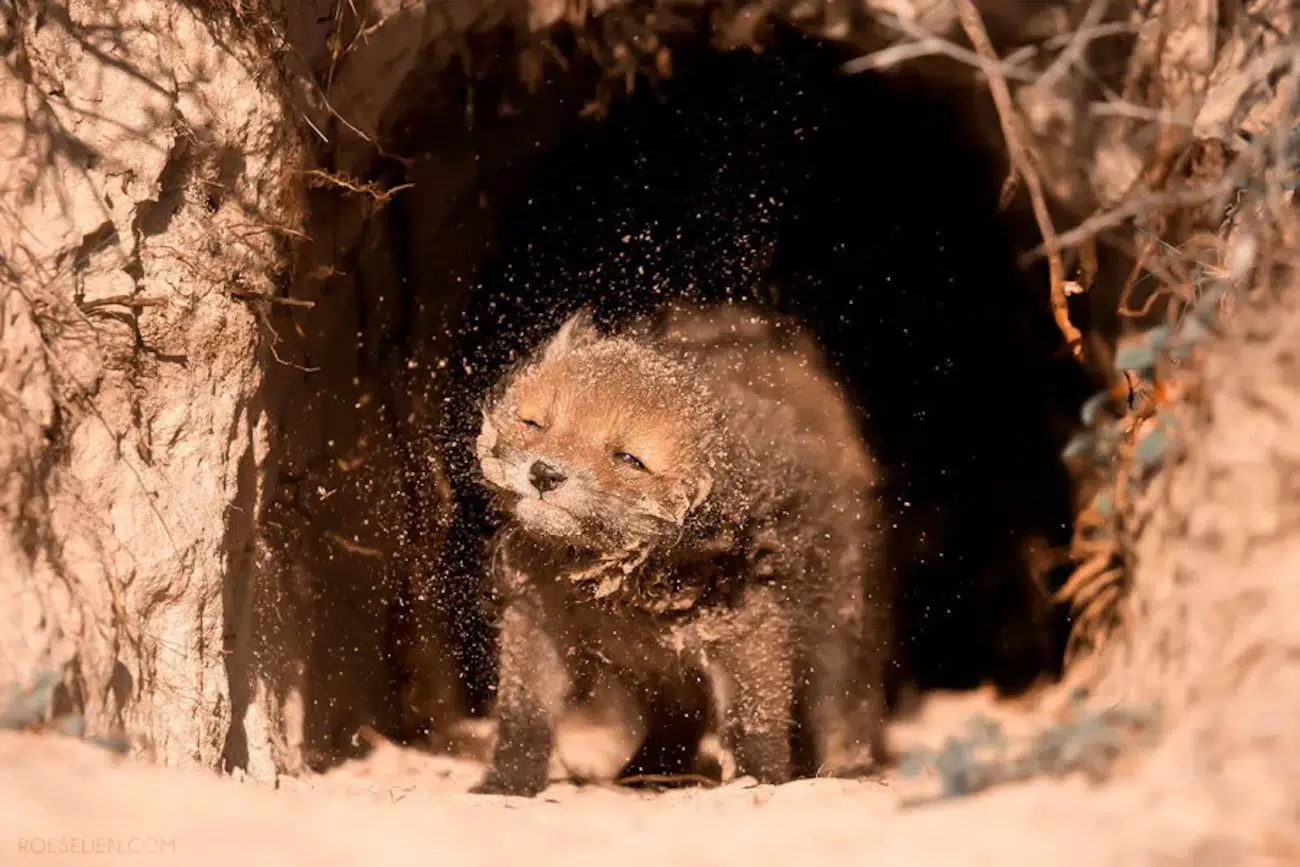 Fox Photography by Roeselien Raimond