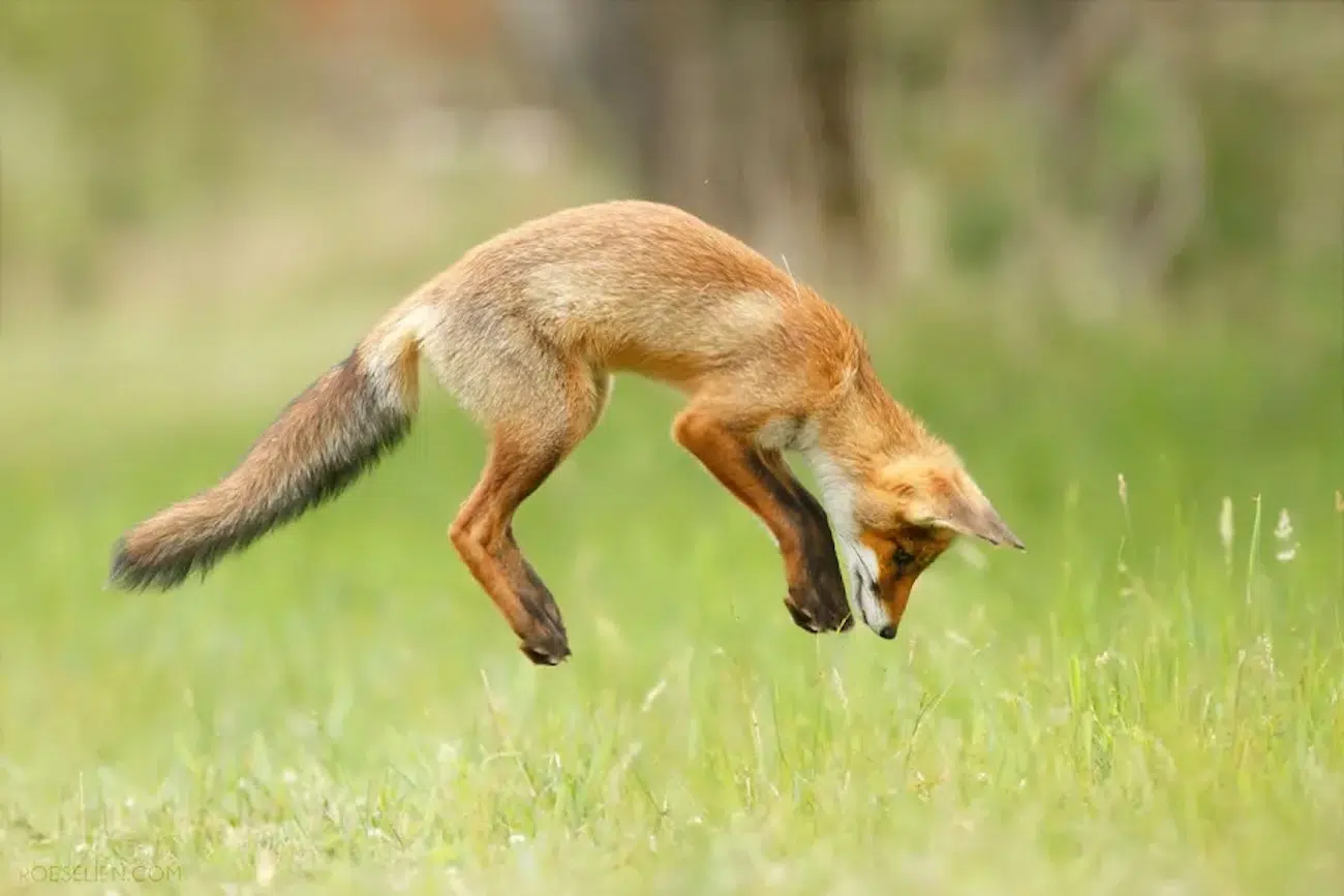 Fox Photography by Roeselien Raimond