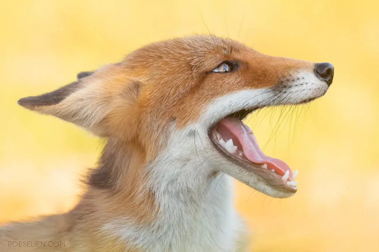 Fox Photography by Roeselien Raimond