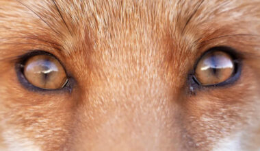 Photographer Shares Surprising Facts She’s Learned About Foxes