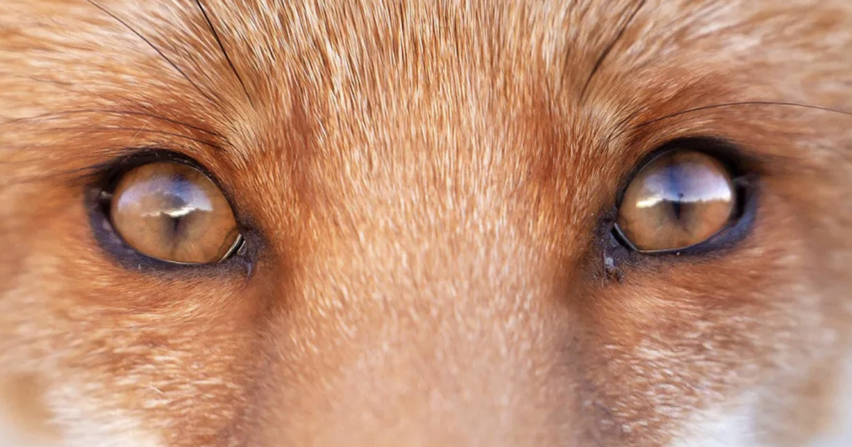 Photographer Shares Surprising Facts She’s Learned About Foxes