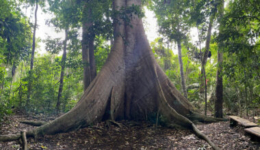 The enormous trunk of a Samauma tree in a forest