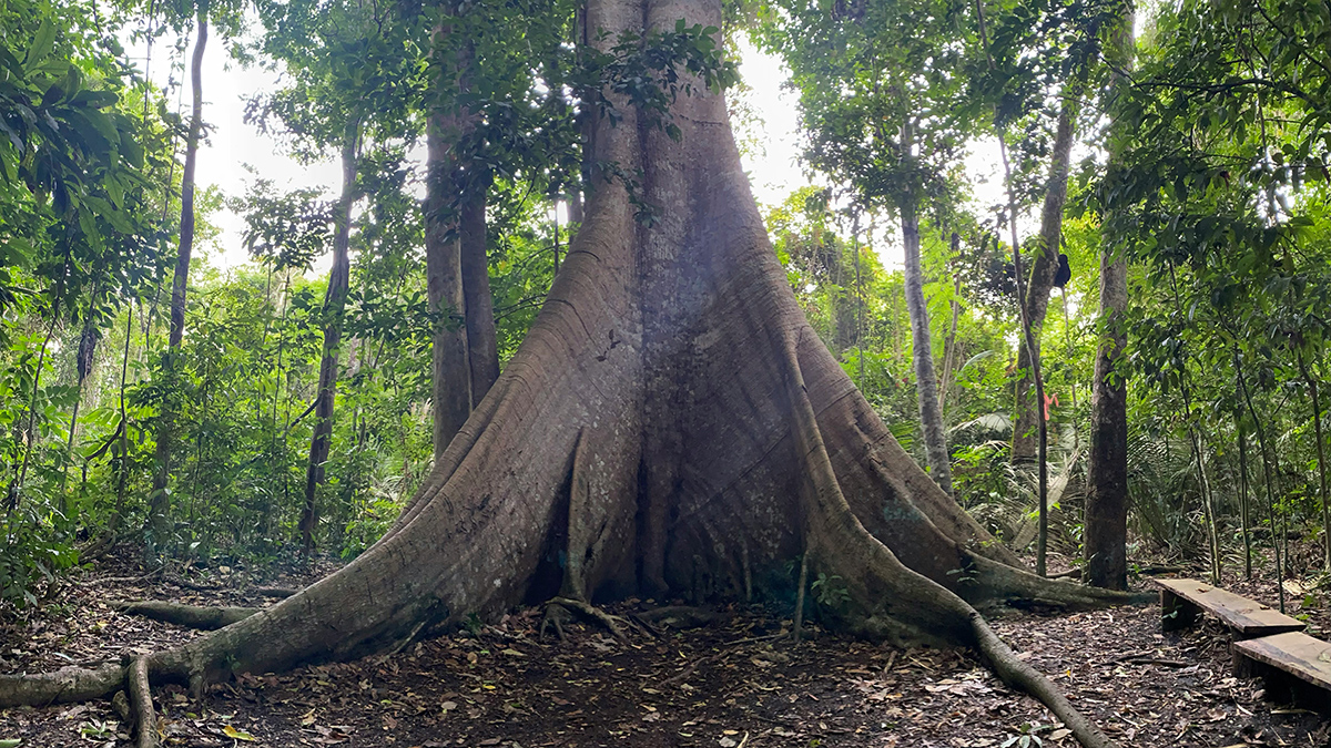 The enormous trunk of a Samauma tree in a forest