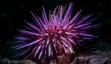 Shock Discovery Reveals Sea Urchins Are Basically 'All Brain' : ScienceAlert
