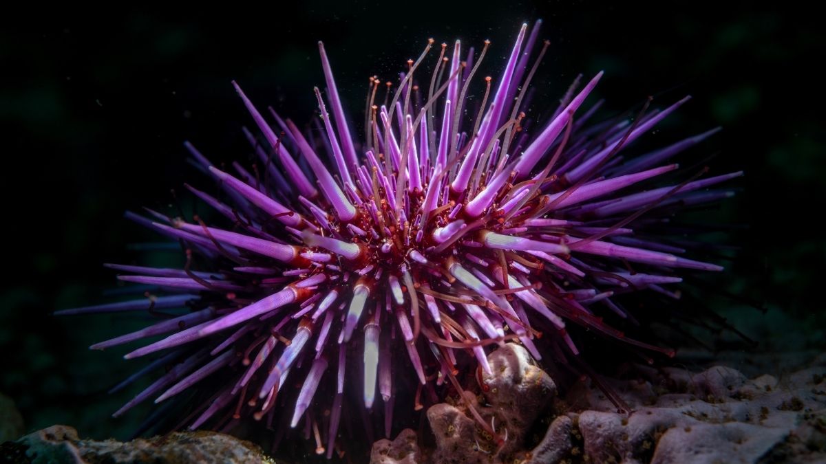 Shock Discovery Reveals Sea Urchins Are Basically 'All Brain' : ScienceAlert