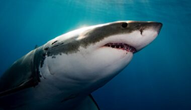 There's One Predator in The Ocean Instilling Terror in Great White Sharks : ScienceAlert