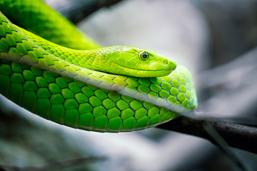 green snake