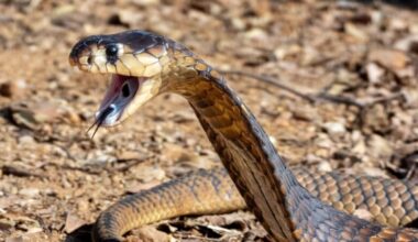 Image of a king cobra with its hood expanded and showing its fangs.