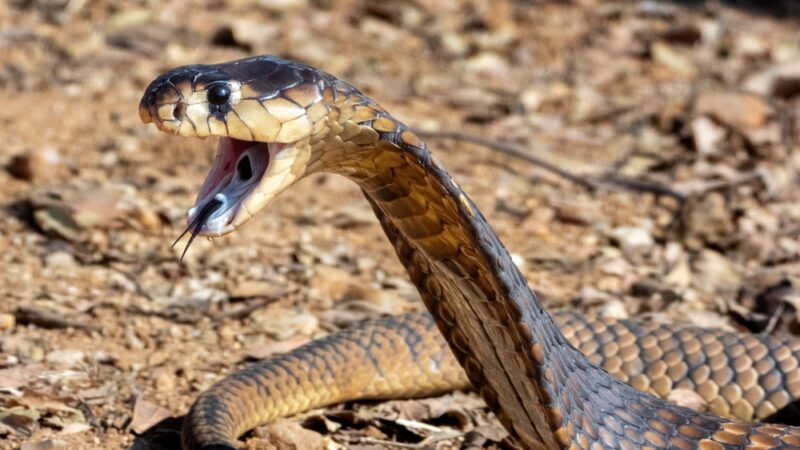 Image of a king cobra with its hood expanded and showing its fangs.