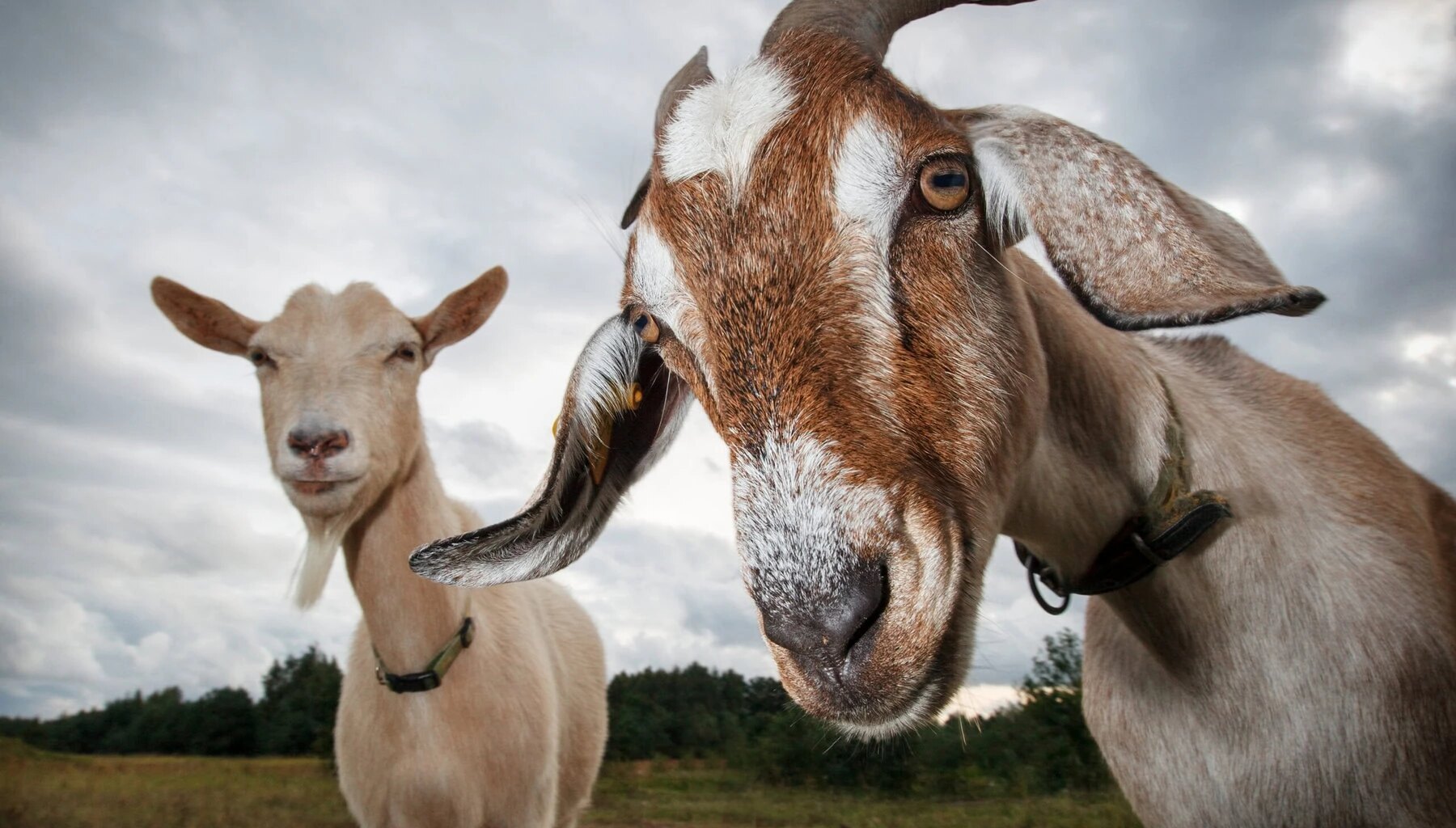 'In Goats We Trust'