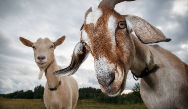 'In Goats We Trust'