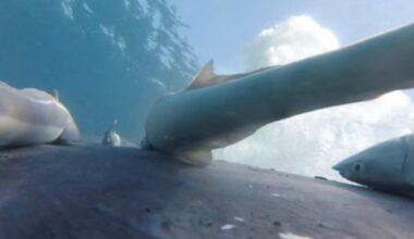 Cameras on Humpback Whales Show Sucker-Fish Hitchhiking on Them