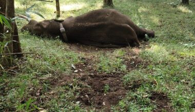 Translocated elephant named ‘Rolex’ dies in Tamil Nadu