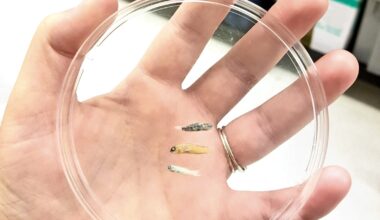 Why some fish stay so tiny