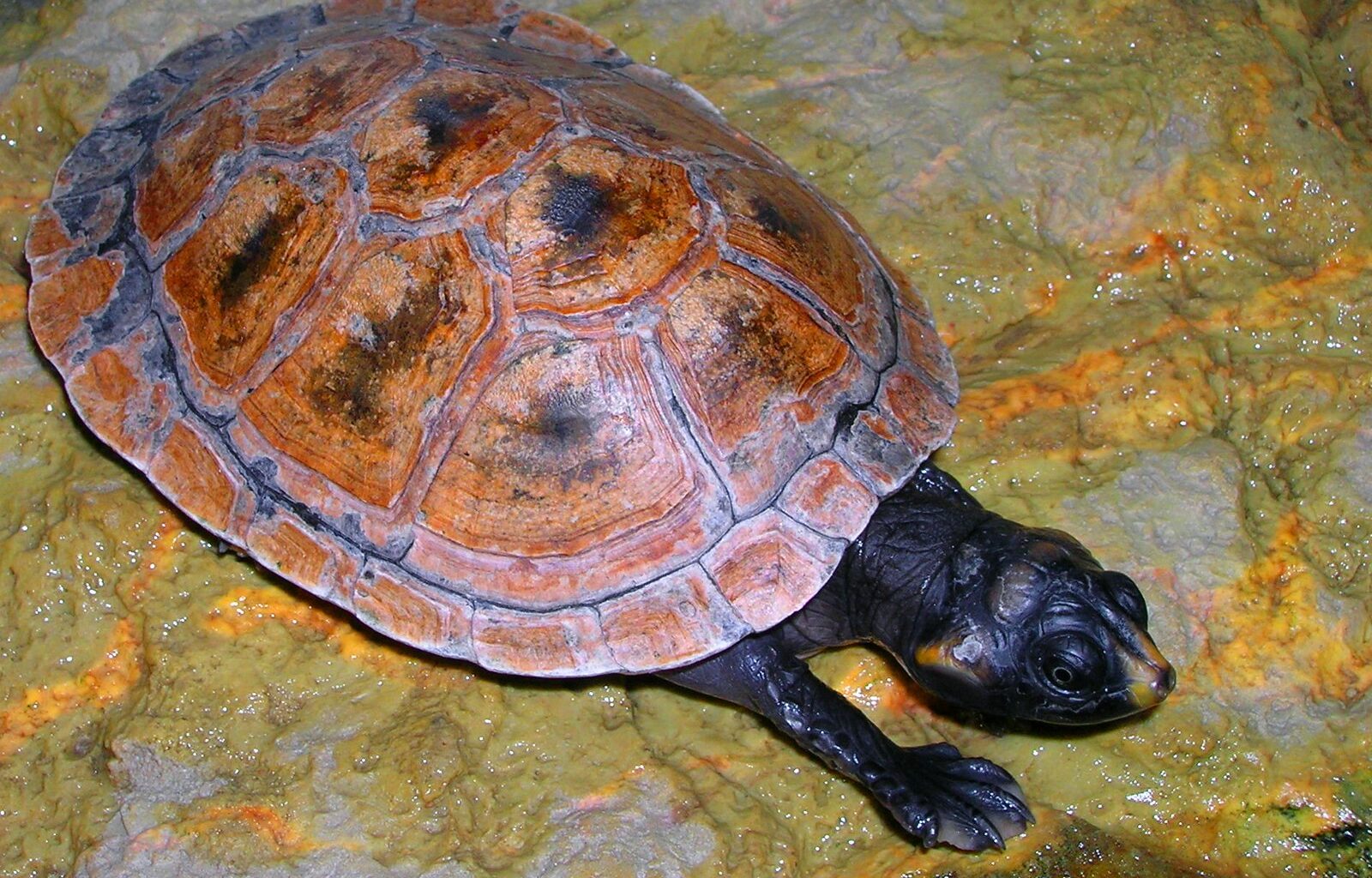 turtle fossil tatacoa desert colombia